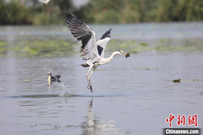 苍鹭在衡水湖中捕食鱼儿。 王铁良 摄 苍鹭在衡水湖中捕食鱼儿。 王铁良 摄