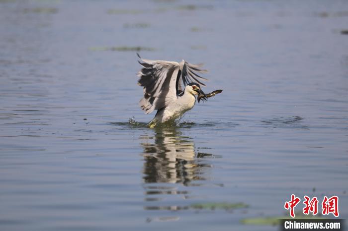 夜鹭在衡水湖中捕食。 王铁良 摄 夜鹭在衡水湖中捕食。 王铁良 摄