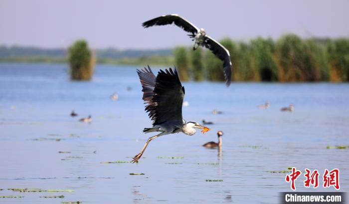 “京津冀最美湿地”衡水湖:鸟儿翻飞捕食忙引市民“观战”