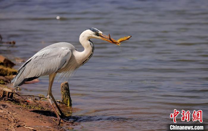 苍鹭在衡水湖中捕食鱼儿。 王铁良 摄 苍鹭在衡水湖中捕食鱼儿。 王铁良 摄