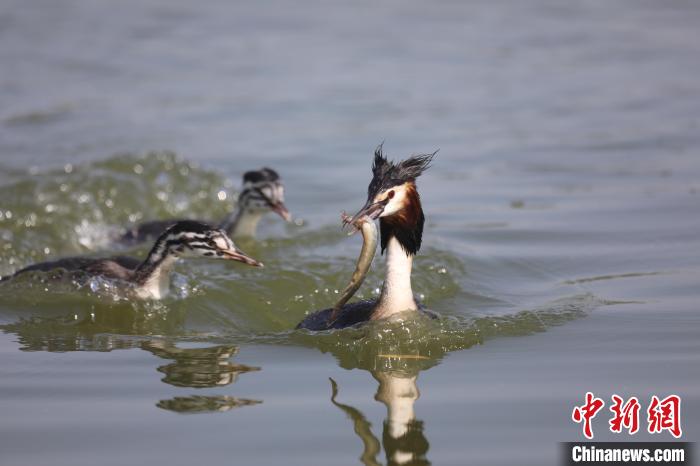 ??在衡水湖中捕食。 王铁良 摄 ??在衡水湖中捕食。 王铁良 摄