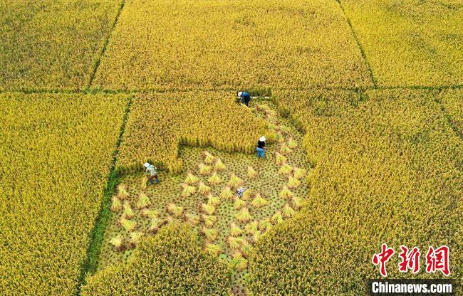 2021年10月中旬,甘肃省陇南市武都区角弓镇3000亩水稻喜获丰收。图为农民忙碌在稻谷田里。 冉创昌 摄 2021年10月中旬,甘肃省陇南市武都区角弓镇3000亩水稻喜获丰收。图为农民忙碌在稻谷田里。 冉创昌 摄