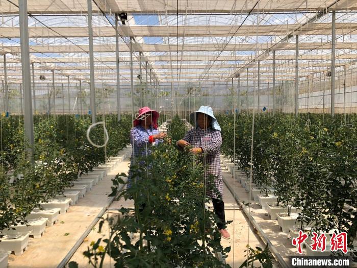 图为妇女们在云南一现代化种植企业中工作(资料图)。 缪超 摄 图为妇女们在云南一现代化种植企业中工作(资料图)。 缪超 摄