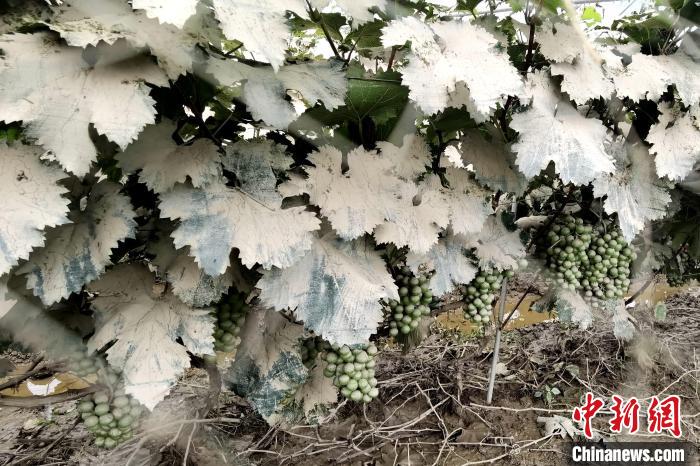 农作物受灾。 新罗区融媒体中心供图 农作物受灾。 新罗区融媒体中心供图