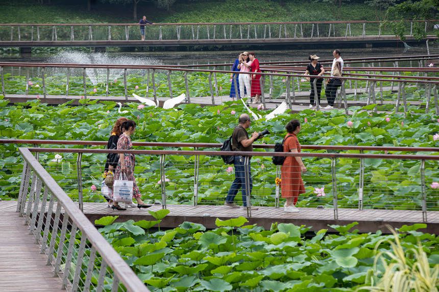绵延的荷塘吸引游客前来打卡。郭志如摄