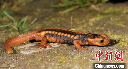 科研人员在云南发现中国特有疣螈属新种