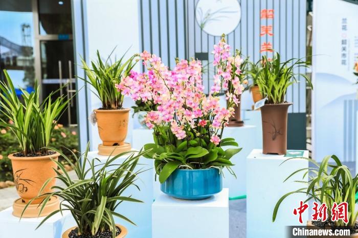 展出的各种兰花 陈伟婵 摄