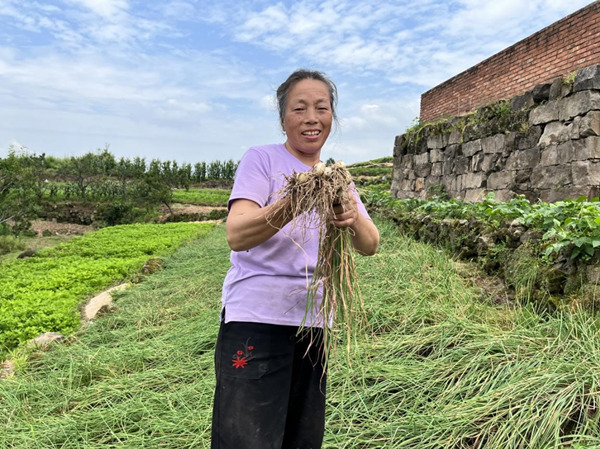 村民收获地里的藠头。奉节县委宣传部供图