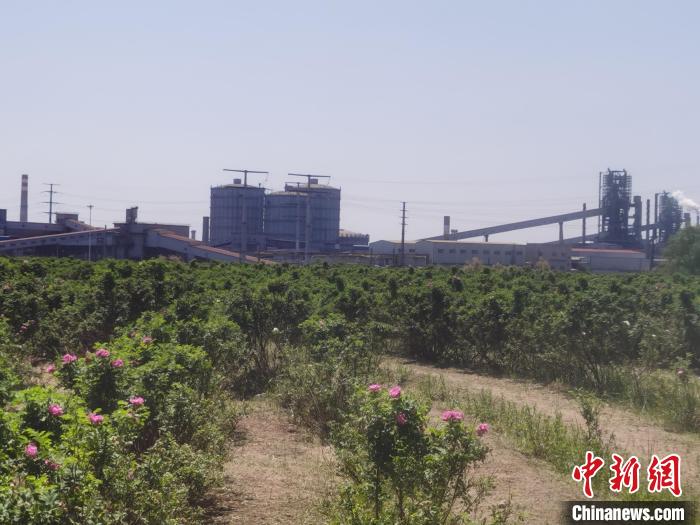 图为包钢厂区的玫瑰园。 李爱平 摄 图为包钢厂区的玫瑰园。 李爱平 摄