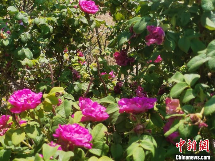 图为包钢厂区的玫瑰园。 李爱平 摄 图为包钢厂区的玫瑰园。 李爱平 摄