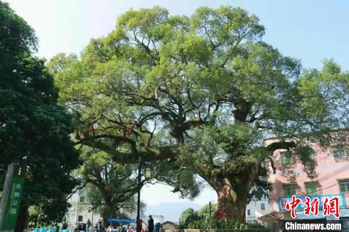 惠州市惠阳区周田村树龄约610年的“将军樟” 广东省林业局 供图 惠州市惠阳区周田村树龄约610年的“将军樟” 广东省林业局 供图