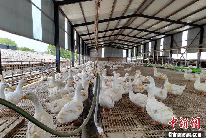 江苏徐州:小肉鸭住上“大别墅”生态养殖引领乡村振兴