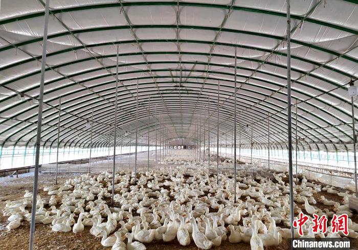 徐州忠美生态农业有限公司21个“全舍饲”种鸭舍棚年养殖肉种鸭10万羽,年供应鸭苗1800万羽。 朱志庚 摄 徐州忠美生态农业有限公司21个“全舍饲”种鸭舍棚年养殖肉种鸭10万羽,年供应鸭苗1800万羽。 朱志庚 摄