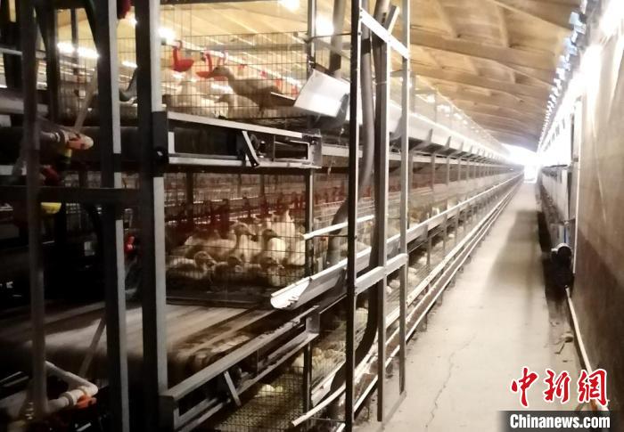 睢宁县推动建立肉鸭多层平养、全室内封闭饲养等新技术为代表的肉鸭养殖模式。 徐州市农业农村局供图 睢宁县推动建立肉鸭多层平养、全室内封闭饲养等新技术为代表的肉鸭养殖模式。 徐州市农业农村局供图