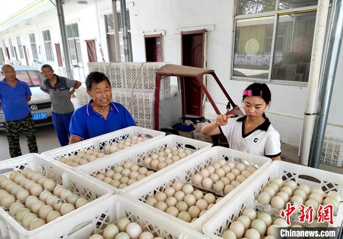 徐州忠美生态农业有限公司养殖基地内,每天早上31名饲养员们把收集上来的种蛋拉到蛋库门前计数保存。 朱志庚 摄 徐州忠美生态农业有限公司养殖基地内,每天早上31名饲养员们把收集上来的种蛋拉到蛋库门前计数保存。 朱志庚 摄
