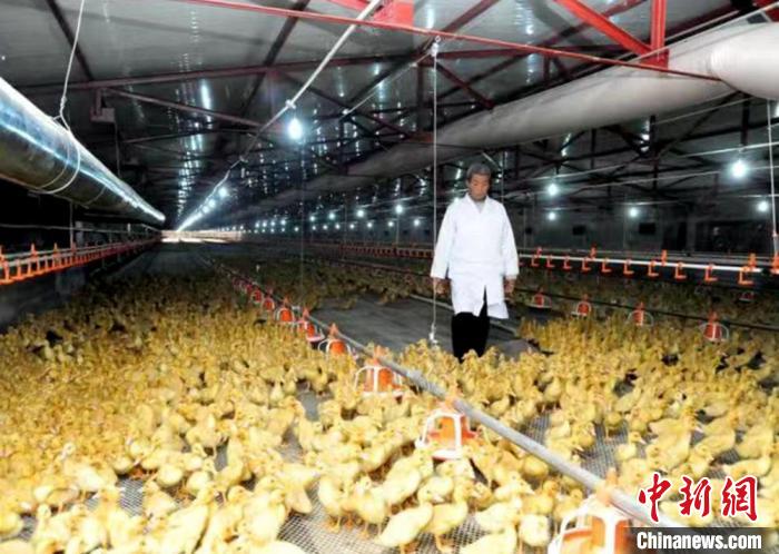 位于睢宁县的江苏和康源樱桃谷种鸭有限公司养殖基地采取全室内地养模式。 徐州市农业农村局供图 位于睢宁县的江苏和康源樱桃谷种鸭有限公司养殖基地采取全室内地养模式。 徐州市农业农村局供图