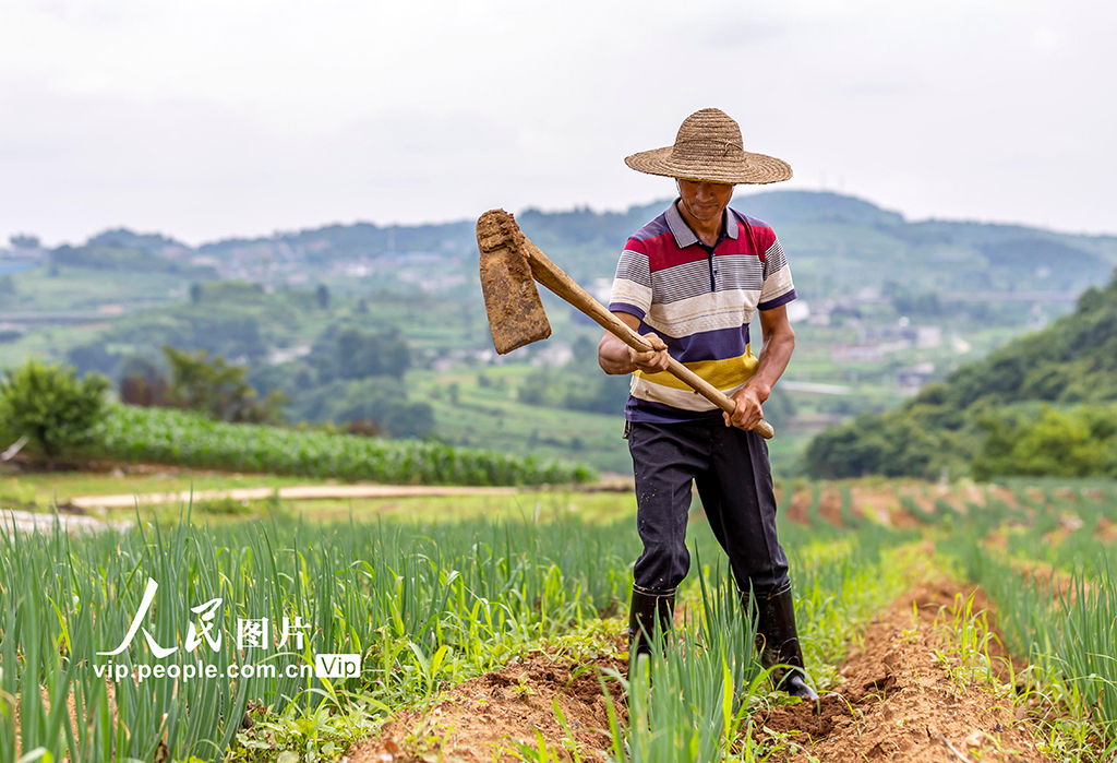 贵州黔西：夏至时节农事忙
