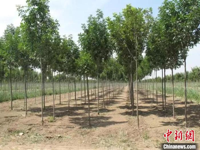 天津市滨海新区胡家园福林生态园试验基地内,苗木长势良好。 天津市农委供图 天津市滨海新区胡家园福林生态园试验基地内,苗木长势良好。 天津市农委供图