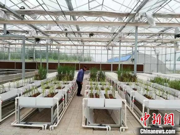 天津市滨海新区胡家园福林生态园试验基地场景 天津市农委供图 天津市滨海新区胡家园福林生态园试验基地场景 天津市农委供图