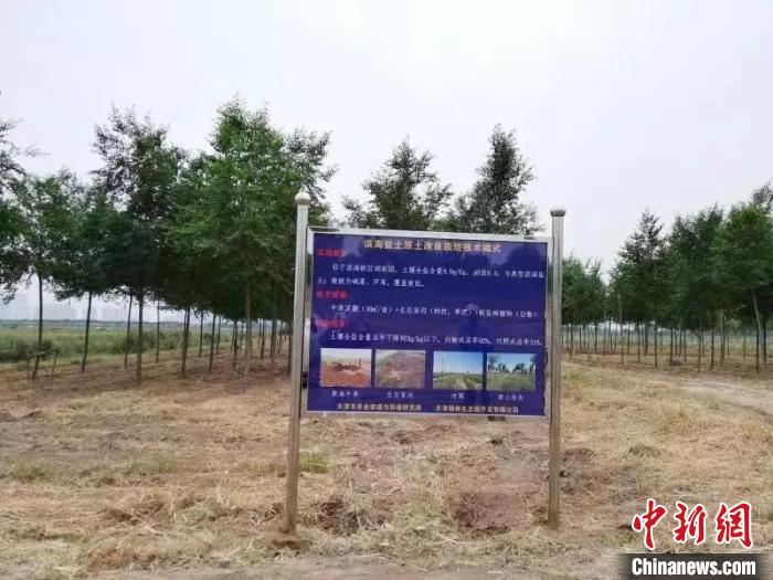 天津市滨海新区胡家园福林生态园试验基地内,苗木长势良好。 天津市农委供图 天津市滨海新区胡家园福林生态园试验基地内,苗木长势良好。 天津市农委供图