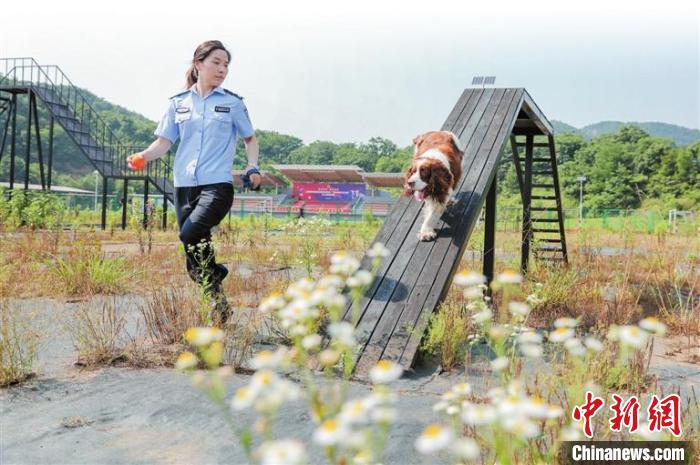 “仔仔”进行缉毒犬日常体能训练 陆一平 摄 摄 “仔仔”进行缉毒犬日常体能训练 陆一平 摄 摄
