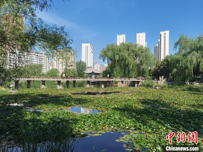 图为小西湖公园内的莲池景观。 杨娜 摄 图为小西湖公园内的莲池景观。 杨娜 摄
