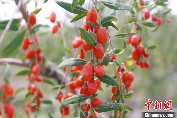 新疆“枸杞之乡”：转型升级打造枸杞“产业+”