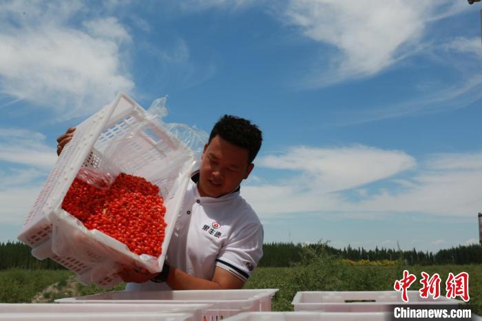 图为采摘后的新疆精河枸杞。　马东强 摄