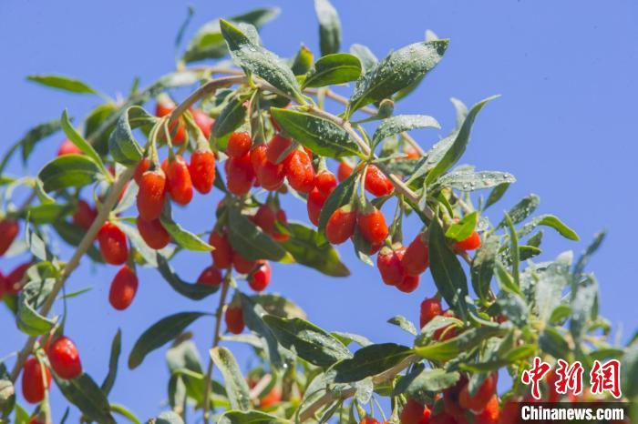 成熟的精河枸杞压弯了枝头。　马东强 摄