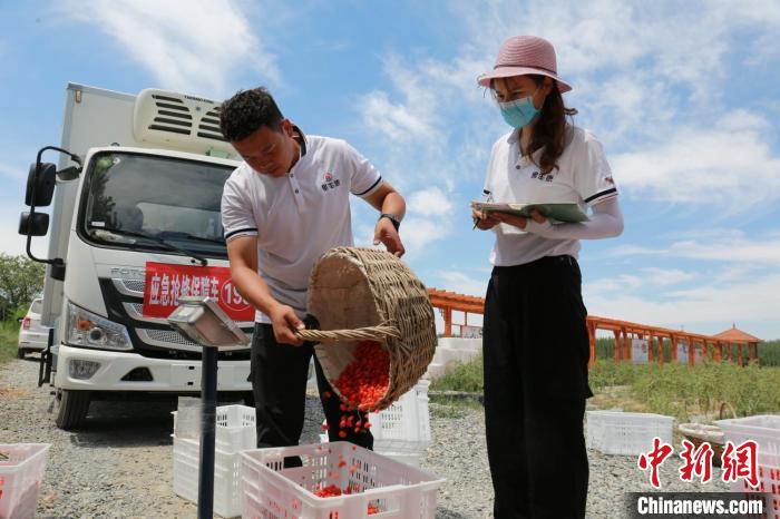 枸杞加工企业来到精河县田间收购鲜果。　马东强 摄