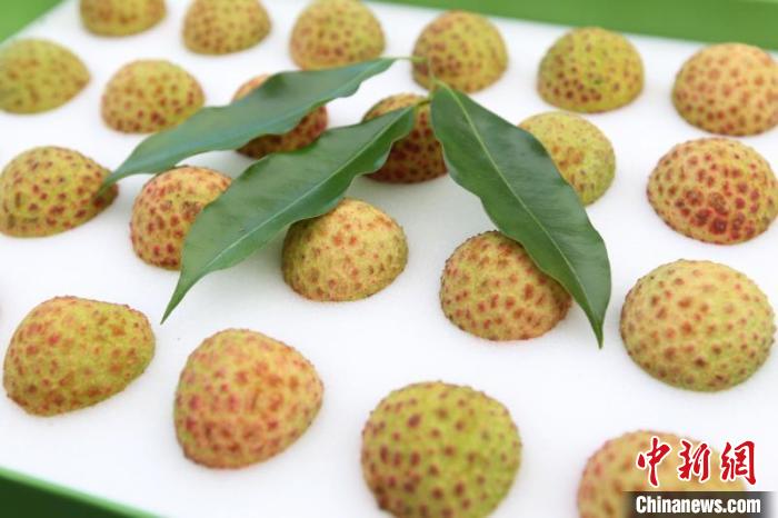 136年“观音绿”母树28颗荔枝拍出10万元高价