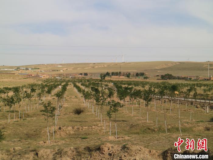 碳汇林。 杨迪 摄 碳汇林。 杨迪 摄