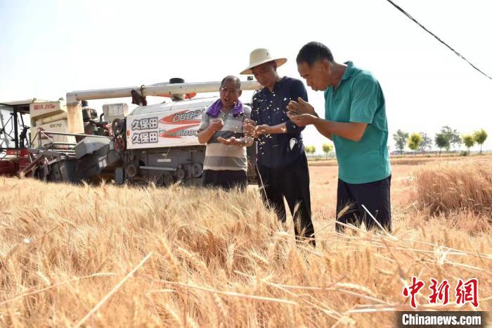 在河北省邢台市南和区郝桥镇东樊屯村,凡延辉在查看小麦成熟程度。 邱洪生 摄 在河北省邢台市南和区郝桥镇东樊屯村,凡延辉在查看小麦成熟程度。 邱洪生 摄