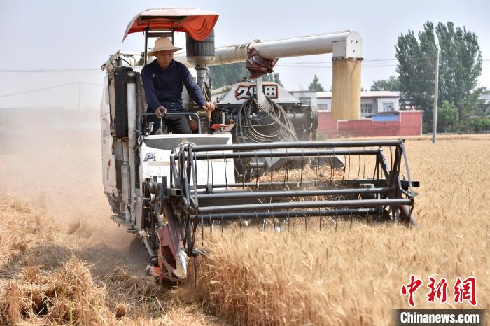 在河北省邢台市南和区郝桥镇东樊屯村,凡延辉正在驾驶收割机收割小麦。 邱洪生 摄 在河北省邢台市南和区郝桥镇东樊屯村,凡延辉正在驾驶收割机收割小麦。 邱洪生 摄