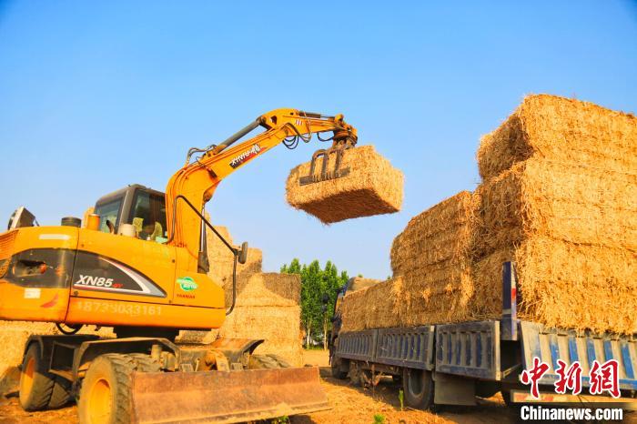 在河北省邢台市南和区东三召乡宋庄村,农民将家庭农场内打捆的小麦秸秆装车外运。 邱洪生 摄 在河北省邢台市南和区东三召乡宋庄村,农民将家庭农场内打捆的小麦秸秆装车外运。 邱洪生 摄
