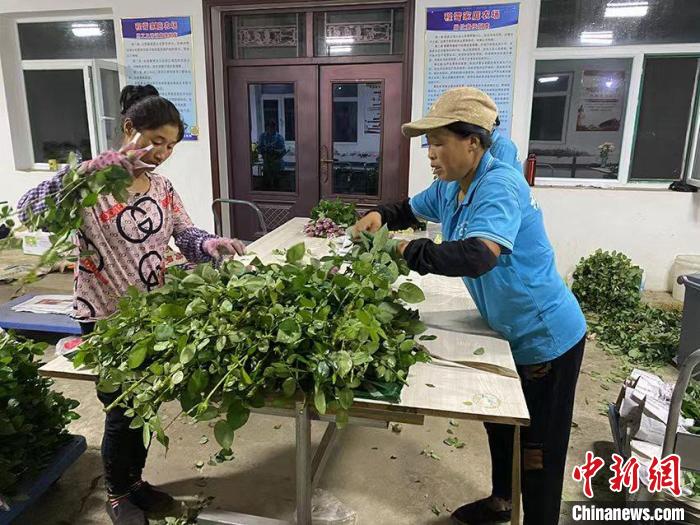 （人民幸福生活）吉林农民的“浪漫生活”：玫瑰化身“致富花”