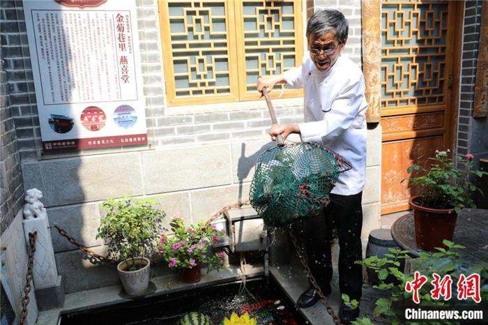 邓君秋从泉池中捞出瘦养了一周的红尾黄河鲤鱼。 邓君秋从泉池中捞出瘦养了一周的红尾黄河鲤鱼。