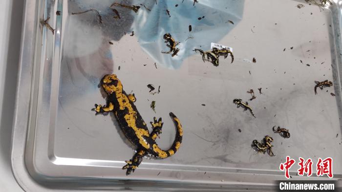 图为北京邮局海关截获的活体火蝾螈。 孟晨 摄 图为北京邮局海关截获的活体火蝾螈。 孟晨 摄