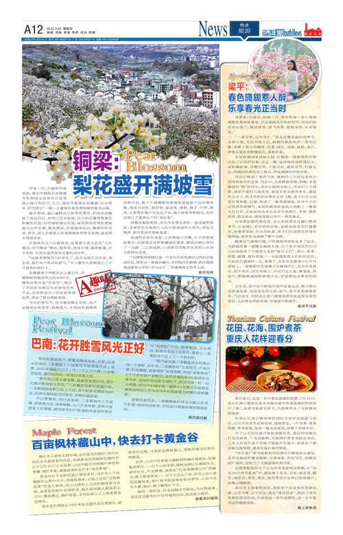 A12-铜梁：梨花盛开满坡雪